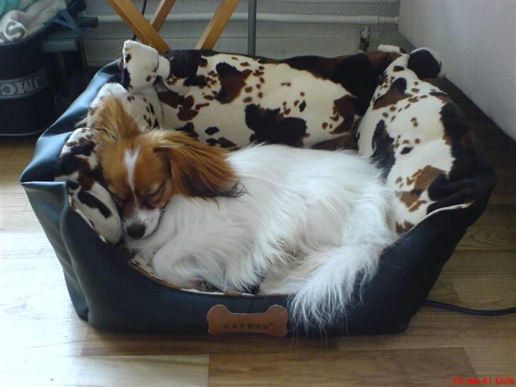 Phalene Dino *Min søsters* - Dino i sin seng :) billede 14