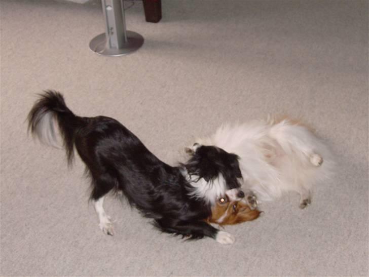 Phalene Dino *Min søsters* - Mig og Leika lejer :b "Kom bare an!!" billede 15