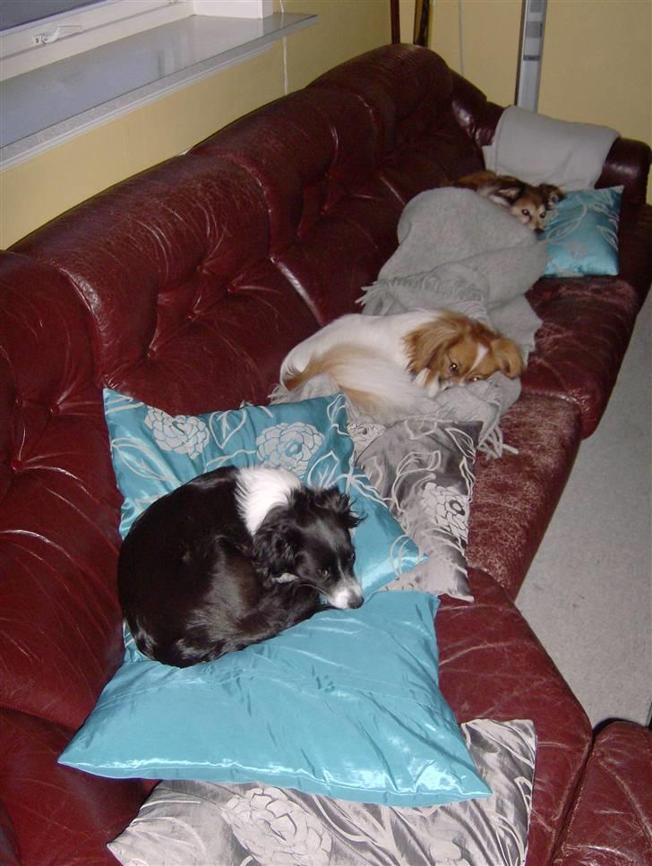 Phalene Dino *Min søsters* - Tre på stribe :P Luksus liv, hehe :D billede 16