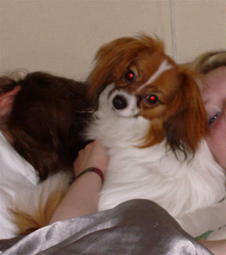 Phalene Dino *Min søsters* billede 17