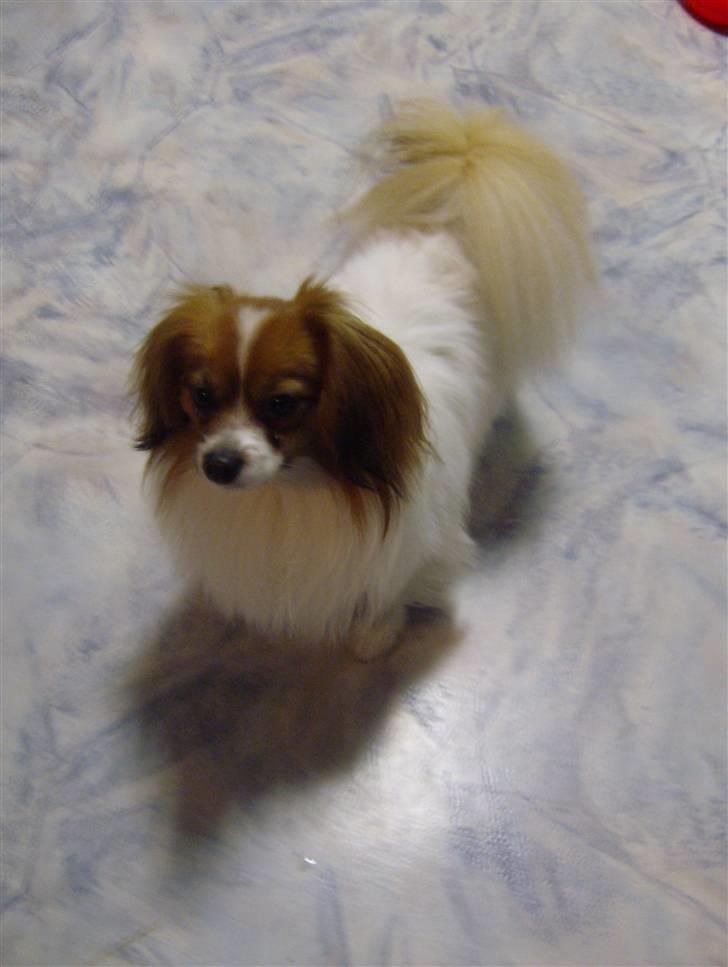 Phalene Dino *Min søsters* billede 18