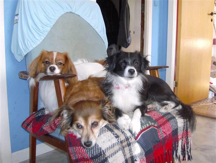 Phalene Dino *Min søsters* - Mig, Tulla og Leika :) Familiebillede :b billede 19