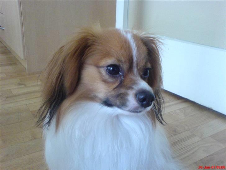 Phalene Dino *Min søsters* - Dino <3 billede 20