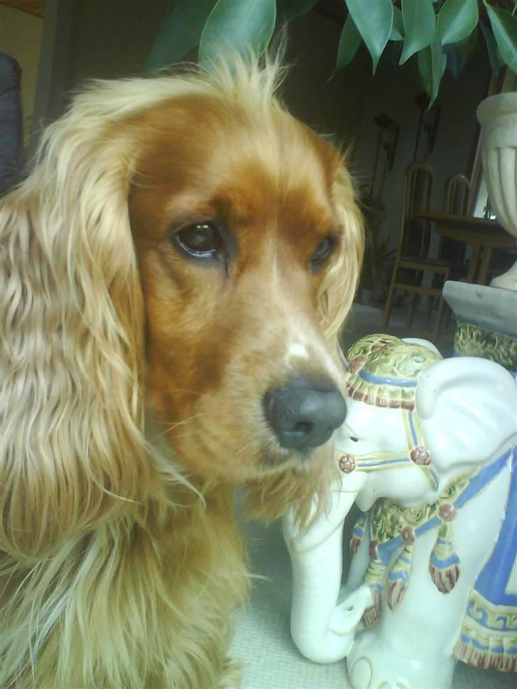 Cocker spaniel Tayson billede 11