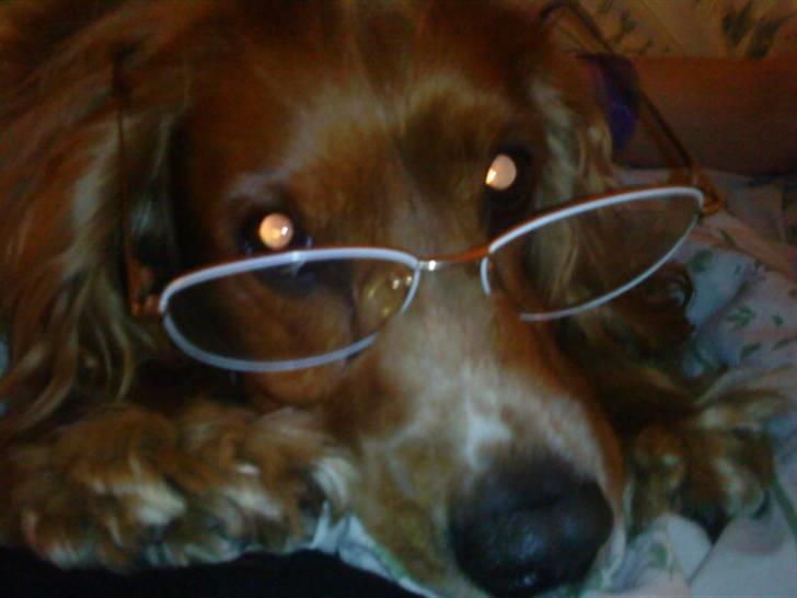 Cocker spaniel Tayson billede 12