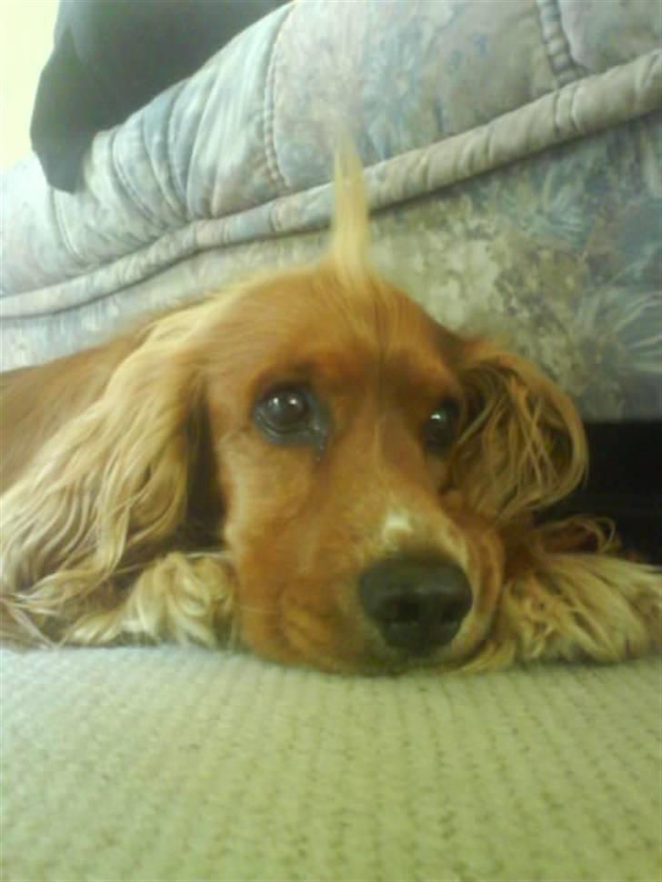 Cocker spaniel Tayson billede 13