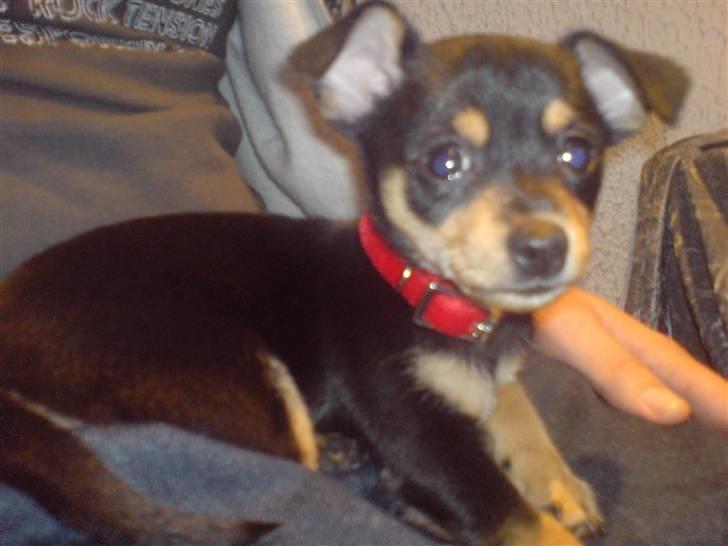 Blanding af racer Ulla billede 1