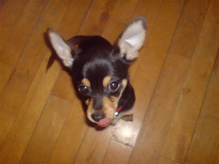 Blanding af racer Ulla billede 2