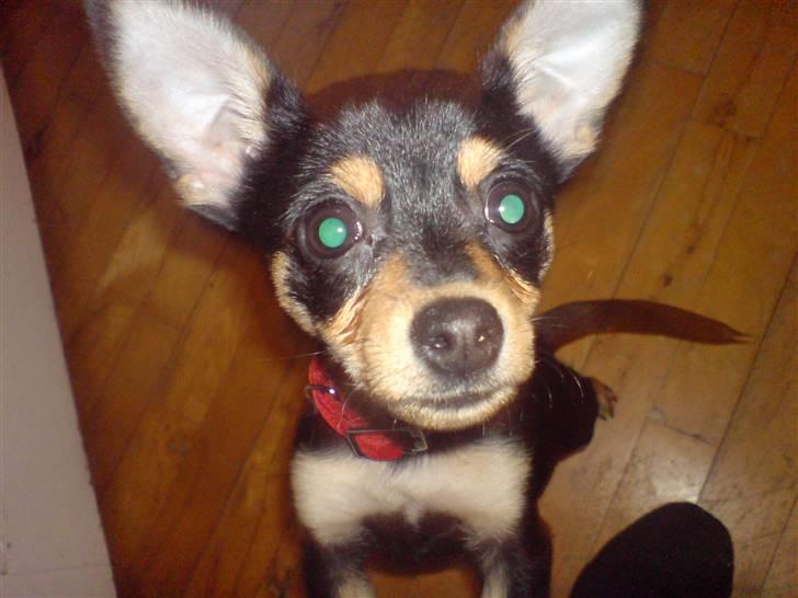 Blanding af racer Ulla billede 3