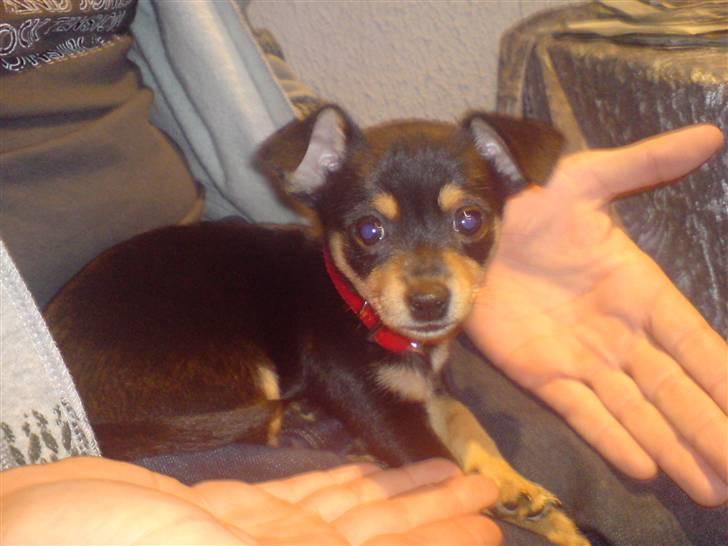 Blanding af racer Ulla billede 4