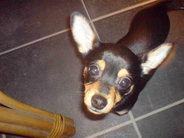 Blanding af racer Ulla billede 5