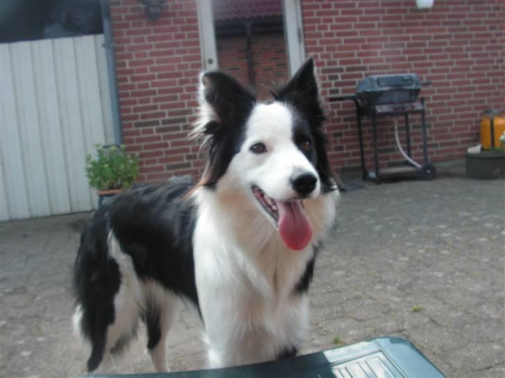 Border collie Candy (;<3 billede 1