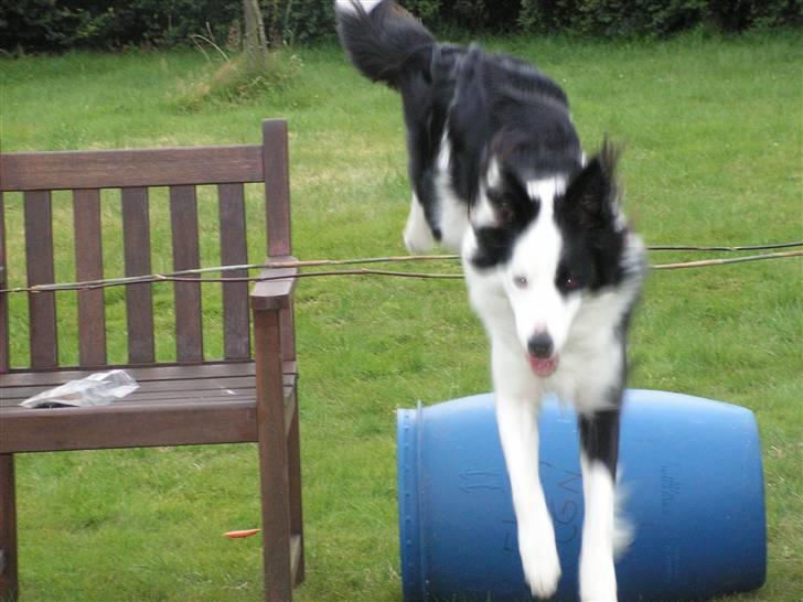 Border collie Candy (;<3 billede 2