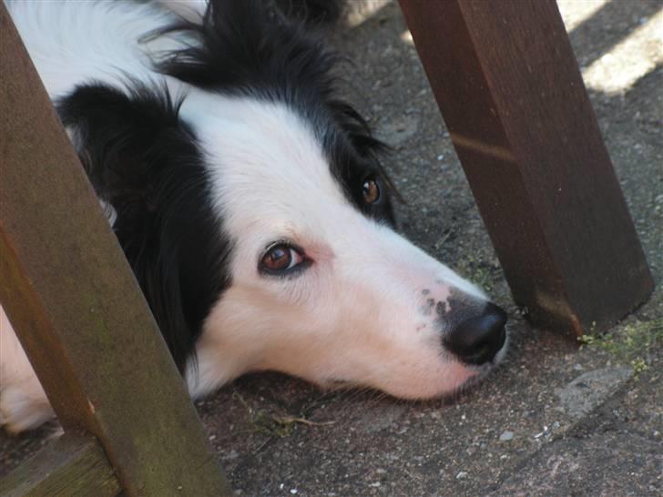 Border collie Candy (;<3 billede 3