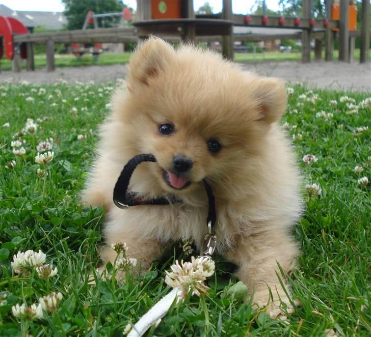 Pomeranian Naya Yasmin a.k.a. Naya - Fra min første gåtur, men snor og halsbånd er jeg ikke så glad for.  billede 1