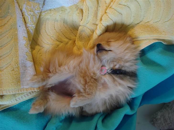 Pomeranian Naya Yasmin a.k.a. Naya - Man sover dejligt i min seng. billede 2