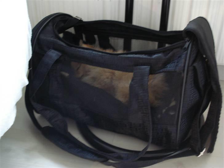 Pomeranian Naya Yasmin a.k.a. Naya - Min transport taske er jeg også rigtig glad for.  billede 3