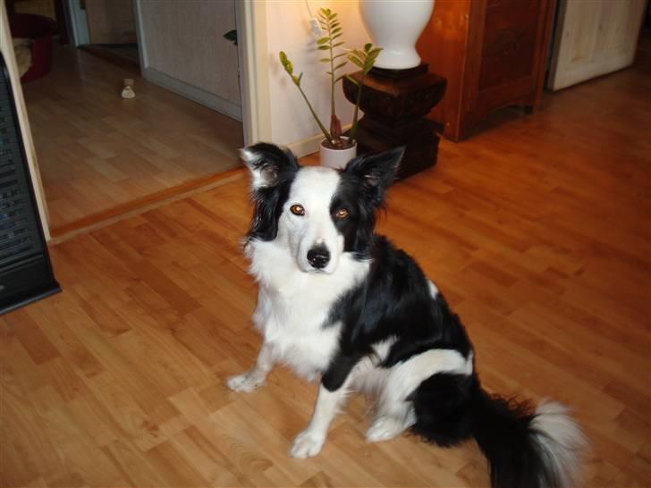 Border collie Candy (;<3 billede 4