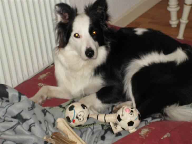 Border collie Candy (;<3 billede 5