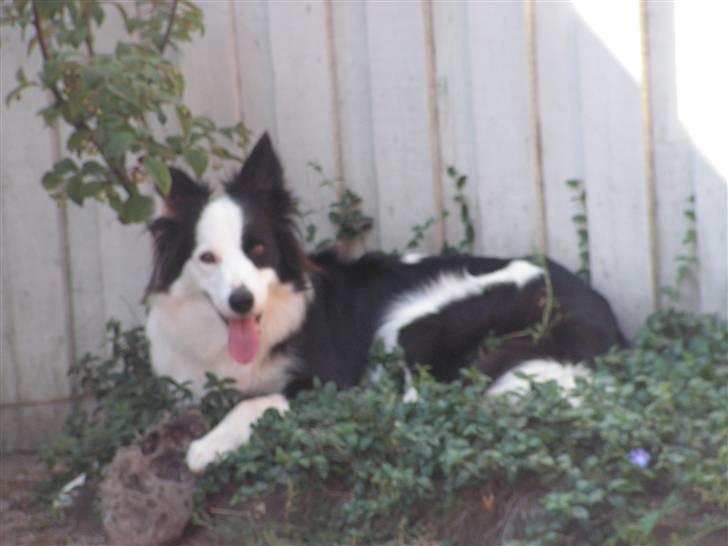 Border collie Candy (;<3 billede 6