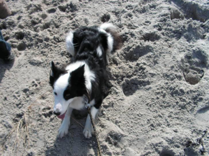 Border collie Candy (;<3 billede 7