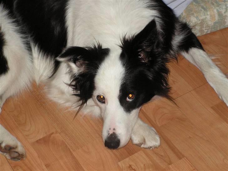 Border collie Candy (;<3 billede 8