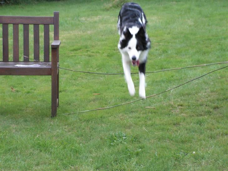 Border collie Candy (;<3 billede 9