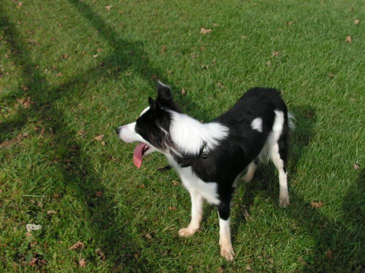 Border collie Candy (;<3 billede 10