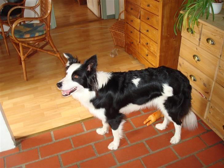 Border collie Candy (;<3 billede 11