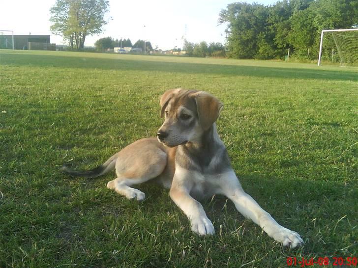 Blanding af racer Angel ** i hundehimlen** - En tur på fodboldbanen og lege, men trænger altså li til et hurtigt hvil (:  billede 16