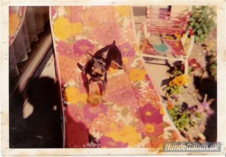 Dvaergpinscher pjevs  - drømmesengen - den er min - med mindre du vil ligge i arm billede 7