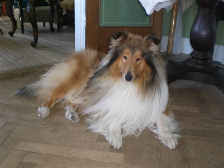 Collie langhåret Woody (Harrison) billede 1