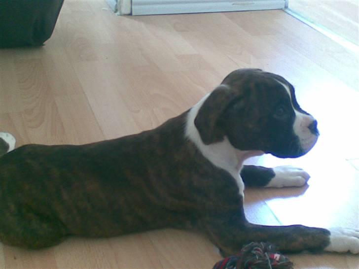 Boxer Zoa - Så er jeg lige kommet hjem til mit nye og dejlige hjem hvor far har lavet en dejlig skål mad til mig billede 1