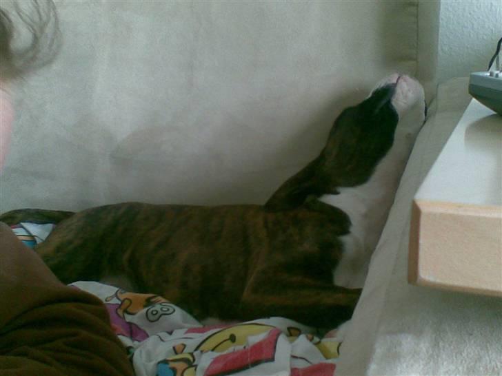 Boxer Zoa - Åhh hvor jeg bare træt, så jeg har lige sneget mig op i sofa´en som jeg ved er ulovligt. men ligger så godt lige her:-) billede 3