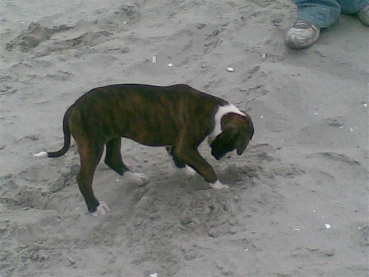 Boxer Zoa - Min første tur på stranden. Det her er noget underligt blødt noget.. billede 4