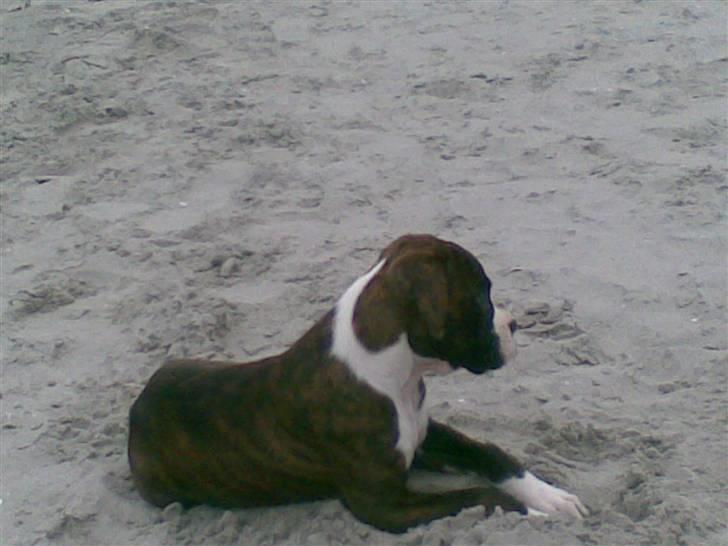Boxer Zoa - Her ligger jeg så lige og ser lidt lækker ud, håber på at der kommer nogen og kæler mig:-) billede 5