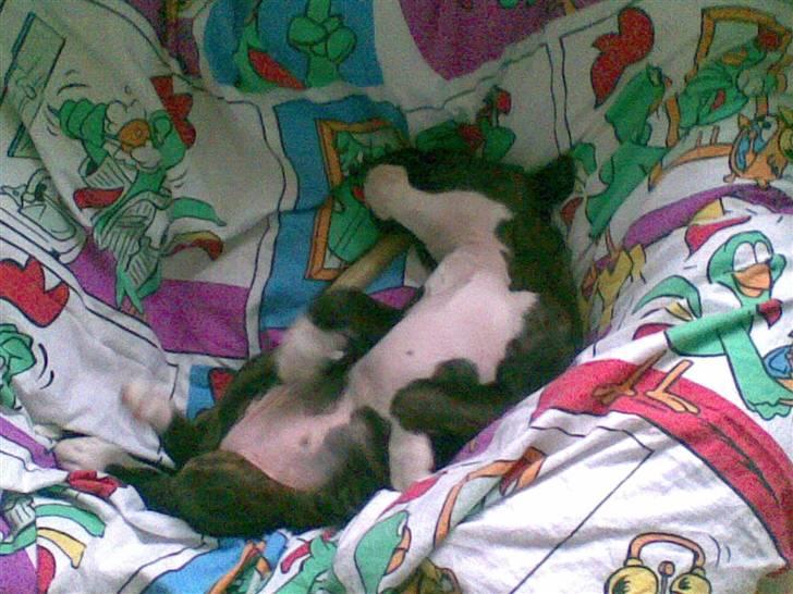 Boxer Zoa billede 10