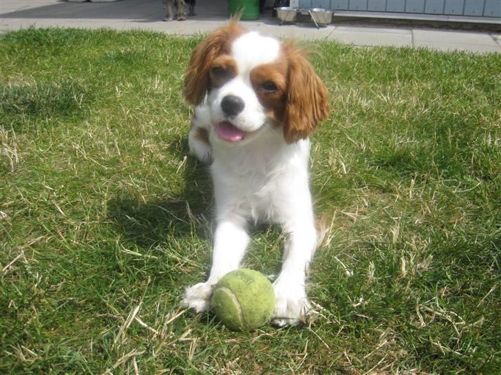 Cavalier king charles spaniel Molly - Det er så hyggeligt at lege med bold billede 17