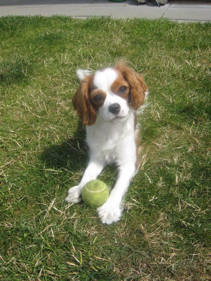 Cavalier king charles spaniel Molly - Er jeg ikke fin?? billede 18