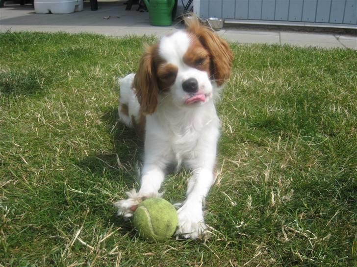 Cavalier king charles spaniel Molly billede 19