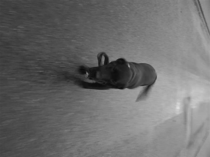 Labrador retriever Kizka billede 8