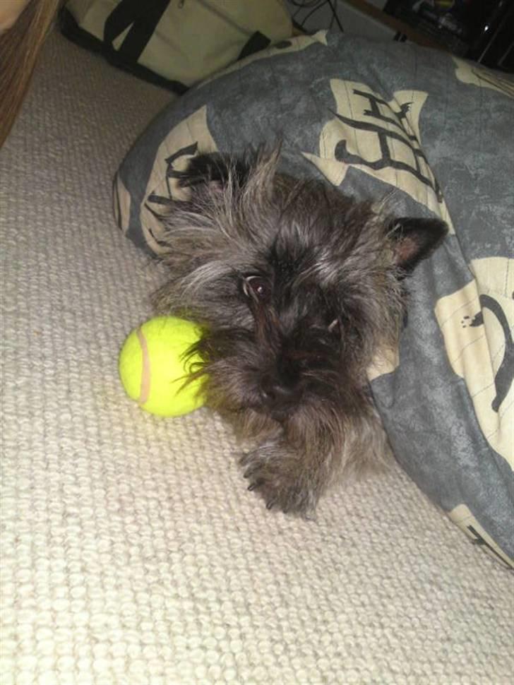 Cairn terrier Fie <3 *VIP* - . billede 18