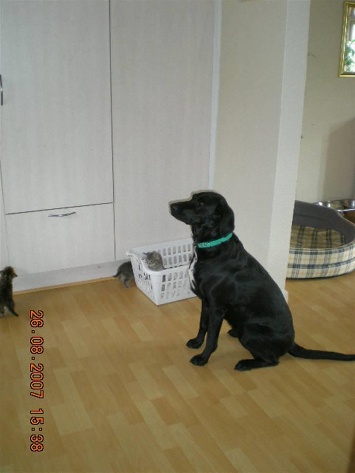 Flat coated retriever bonnie billede 7