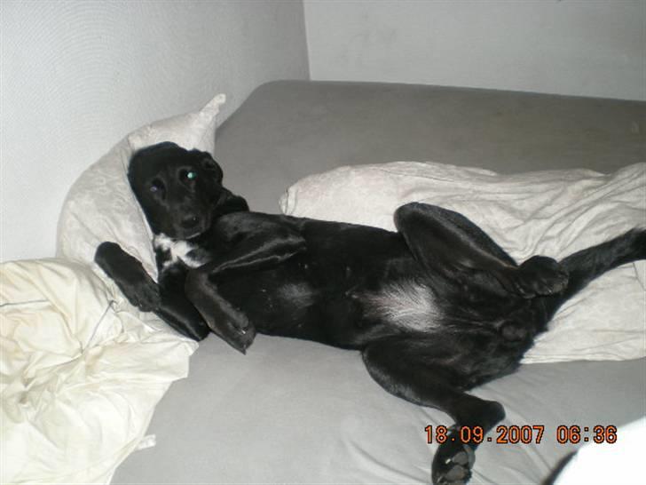 Flat coated retriever bonnie - Bonnie er altså ikke klar til at stå op endnu  billede 8