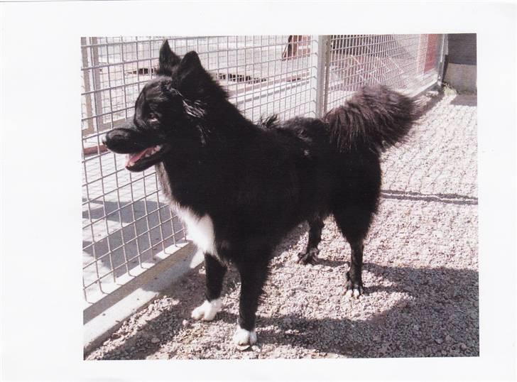 Islandsk fårehund Balder - Balder i pension billede 13