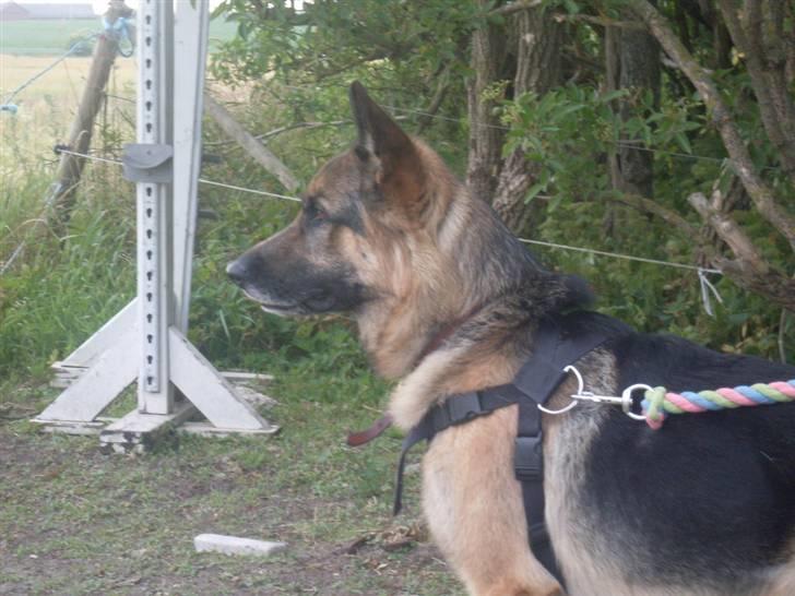 Blanding af racer Conrad billede 4