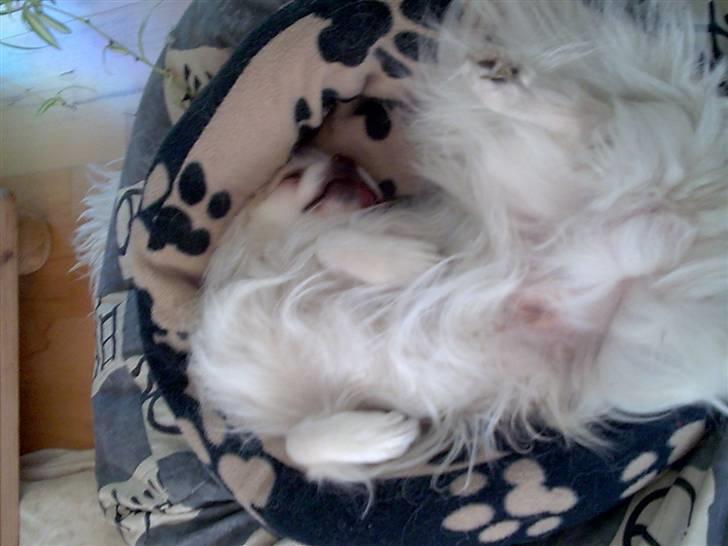 Tibetansk spaniel oscar billede 2