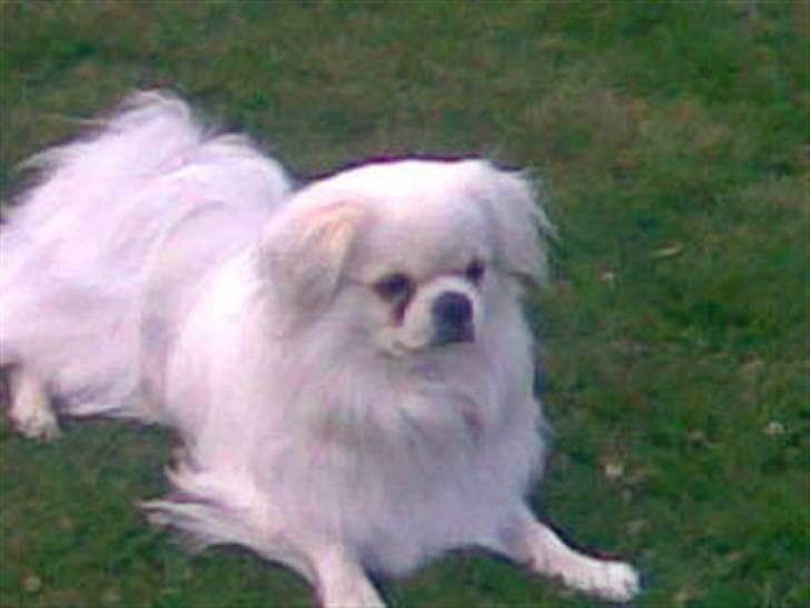 Tibetansk spaniel oscar billede 4