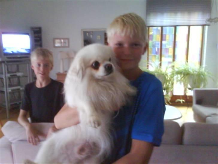 Tibetansk spaniel oscar billede 5