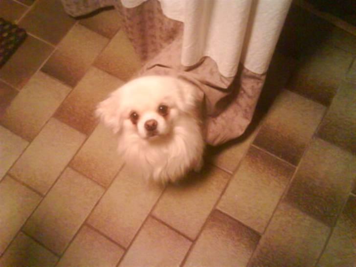 Tibetansk spaniel oscar billede 6